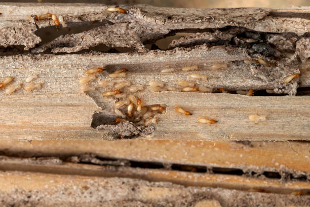 Spider Control Near Me in Butler, IN